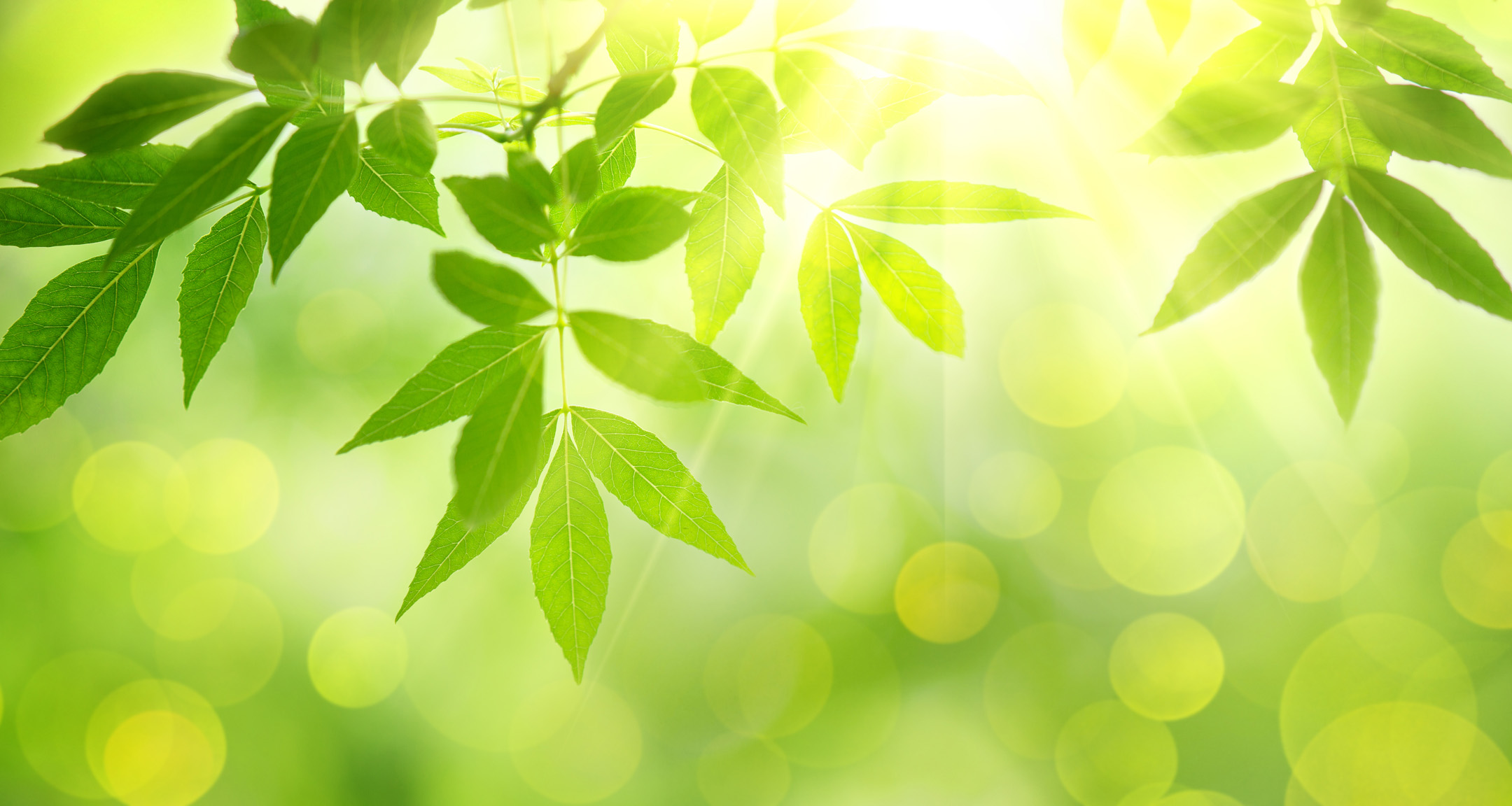 feuilles vertes et soleil