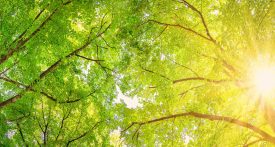 Image titre du TP Humilité et gratitude