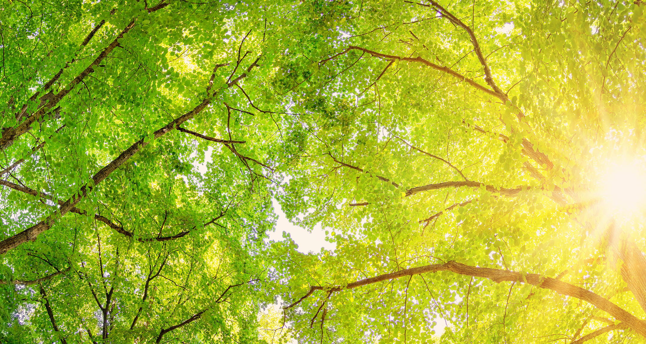 Image titre du TP Humilité et gratitude