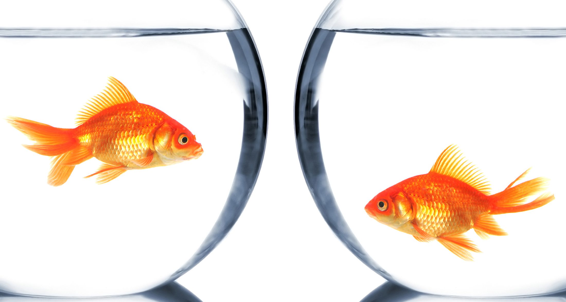 poissons rouges dans un aquarium